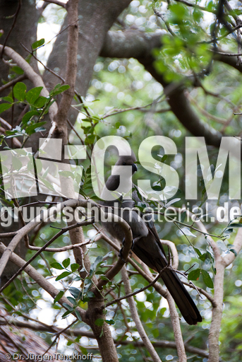 Turako (2 von 5).jpg